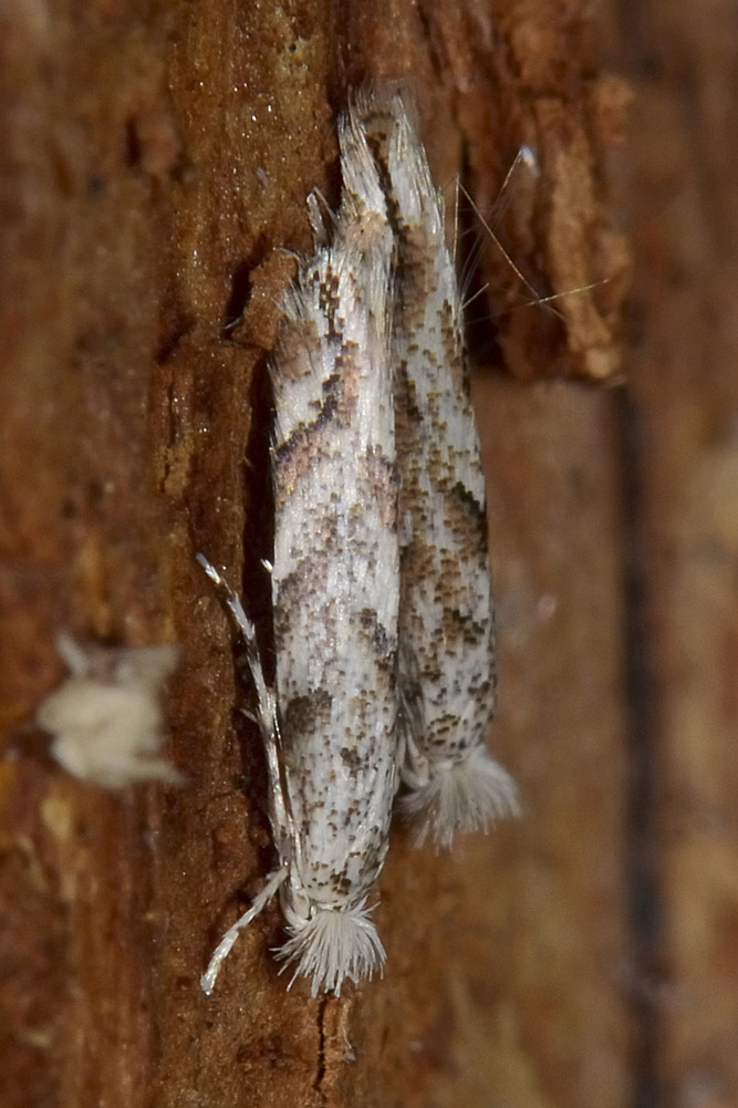 Gracillariidae : Phyllonorycter cfr. comparella